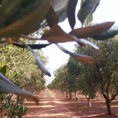 In Bb - Spacious Quadruple In Ancient Masseria Near The Sea In A Quiet Olive Trees *