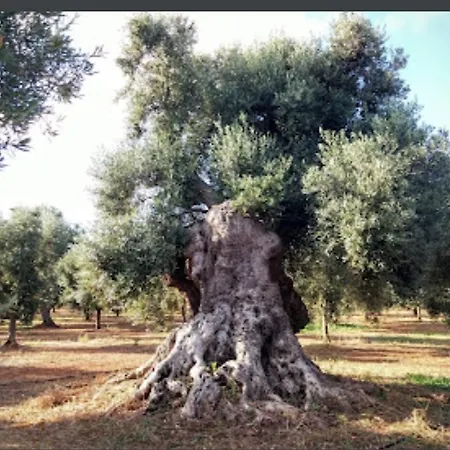 招待所 In Bb - Spacious Quadruple In Ancient Masseria Near The Sea In A Quiet Olive Trees